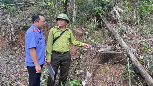 Viện kiểm sát nhân dân khu vực 10 khám nghiệm hiện trường vụ khai thác rừng trái phép