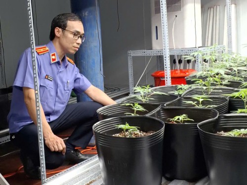 VKSND KV3 Đà Nẵng: Triệt phá thành công đường dây trồng cây Cần sa tại Đà Nẵng có người nước ngoài tham gia