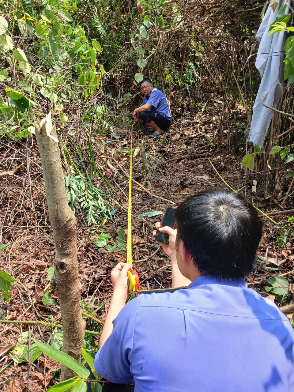 ''''A person measuring a tree

AI-generated content may be incorrect.''''